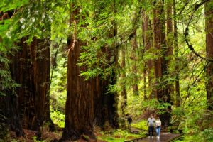 people walking in Muir Woods