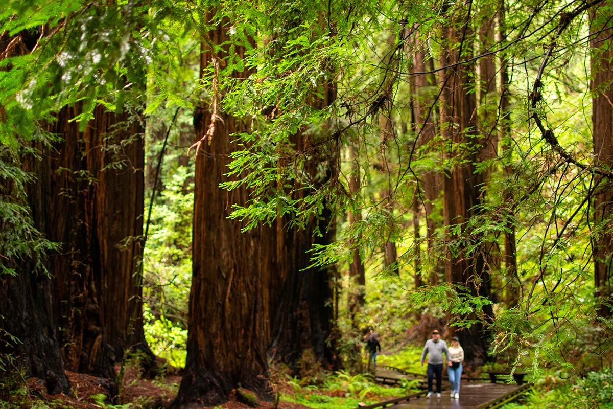 people walking in Muir Woods