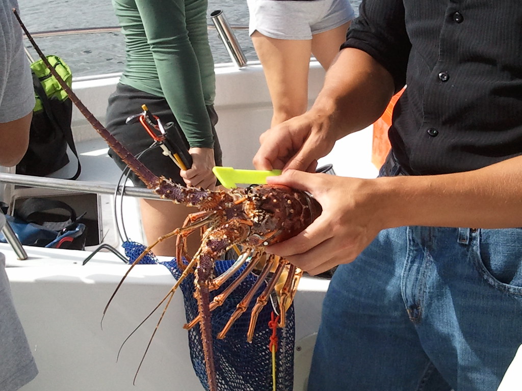 lobster